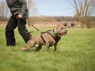 American Staffordshire Terrier Puppies - GrinNation Noble Amstafs breeder image 5