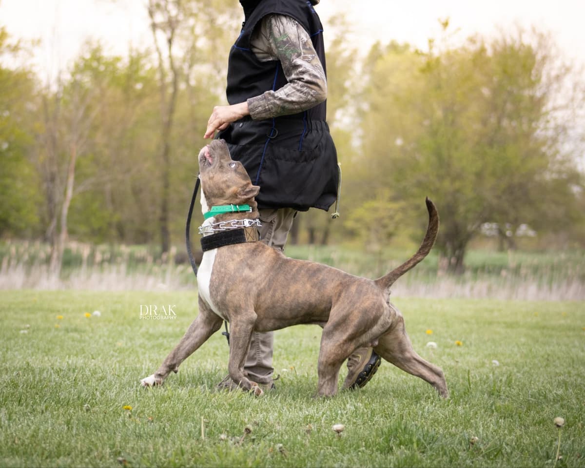 American Staffordshire Terrier Puppies - GrinNation Noble Amstafs breeder image 27