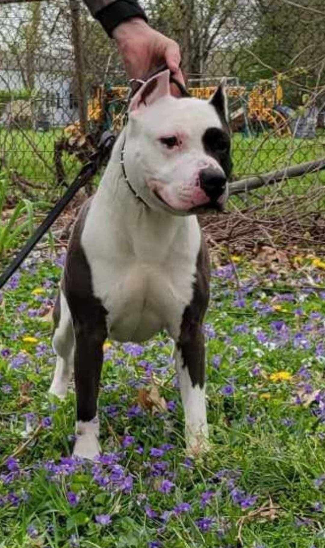 American Staffordshire Terrier Puppies - GrinNation Noble Amstafs breeder image 28
