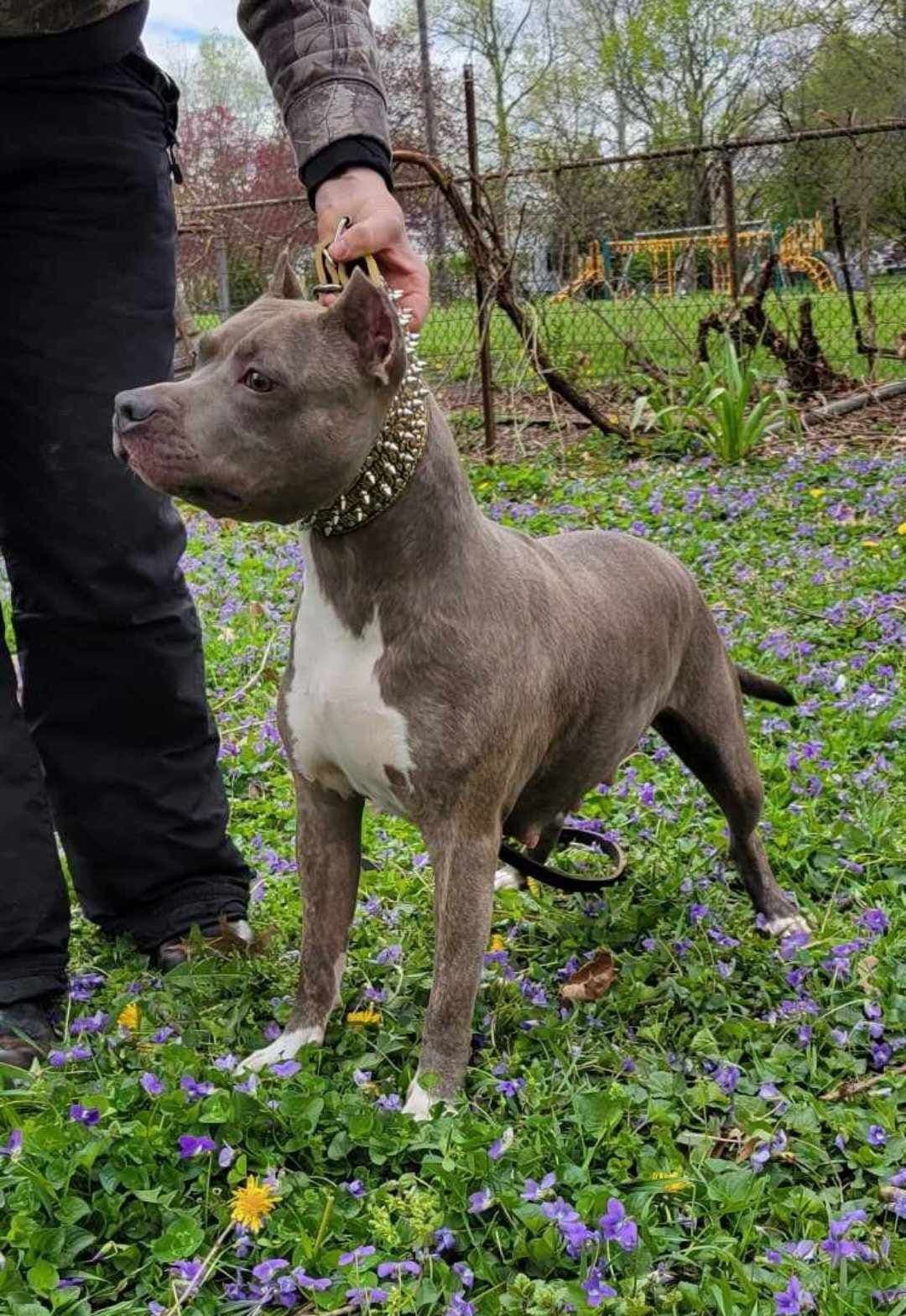 American Staffordshire Terrier Puppies - GrinNation Noble Amstafs breeder image 29