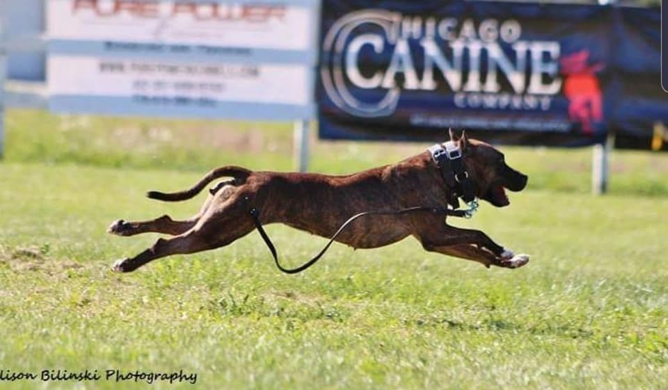 American Staffordshire Terrier Puppies - GrinNation Noble Amstafs breeder image 30