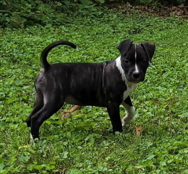 American Staffordshire Terrier Puppies - GrinNation Noble Amstafs media 2