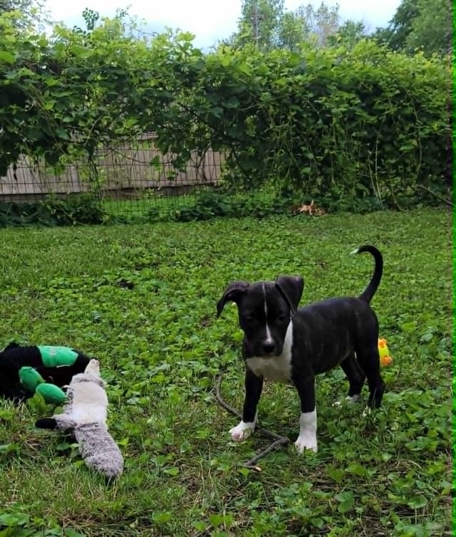 American Staffordshire Terrier Puppies - GrinNation Noble Amstafs media 3