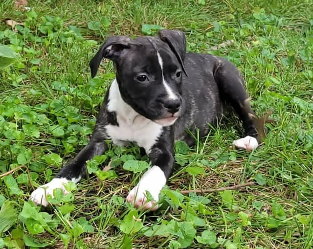 American Staffordshire Terrier Puppies - GrinNation Noble Amstafs media 4