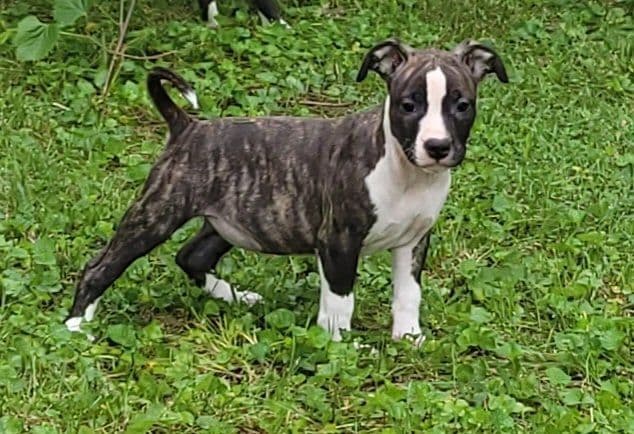 American Staffordshire Terrier Puppies - GrinNation Noble Amstafs media 5
