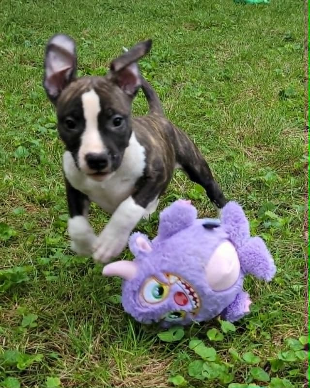 American Staffordshire Terrier Puppies - GrinNation Noble Amstafs media 6