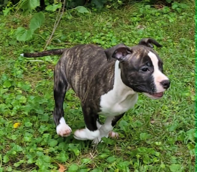 American Staffordshire Terrier Puppies - GrinNation Noble Amstafs media 7