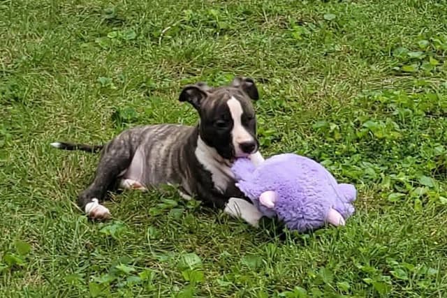 American Staffordshire Terrier Puppies - GrinNation Noble Amstafs media 8