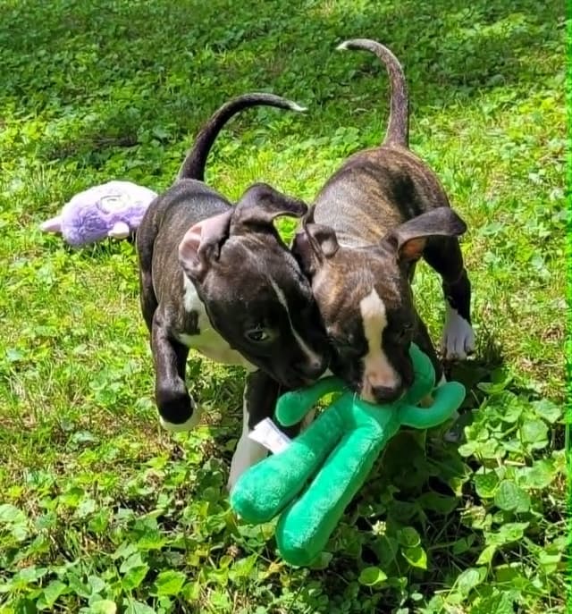 American Staffordshire Terrier Puppies - GrinNation Noble Amstafs media 10