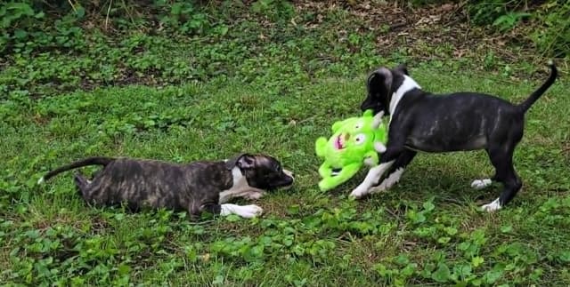 American Staffordshire Terrier Puppies - GrinNation Noble Amstafs media 11