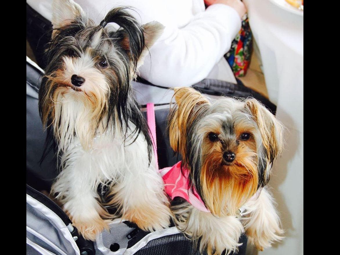 YORKIES BY SUZIEQ breeder image 1