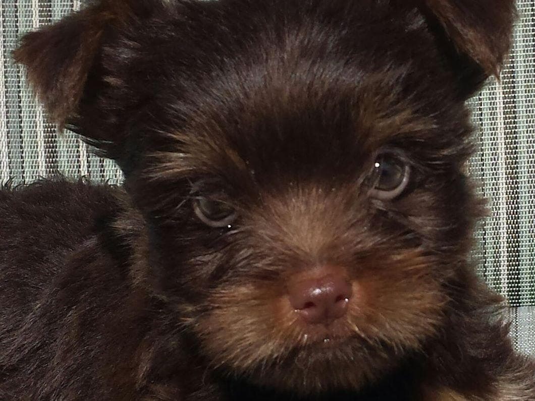 YORKIES BY SUZIEQ breeder image 9