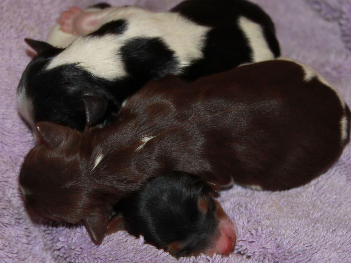 YORKIES BY SUZIEQ breeder image 6