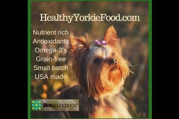 YORKIES BY SUZIEQ breeder image 3