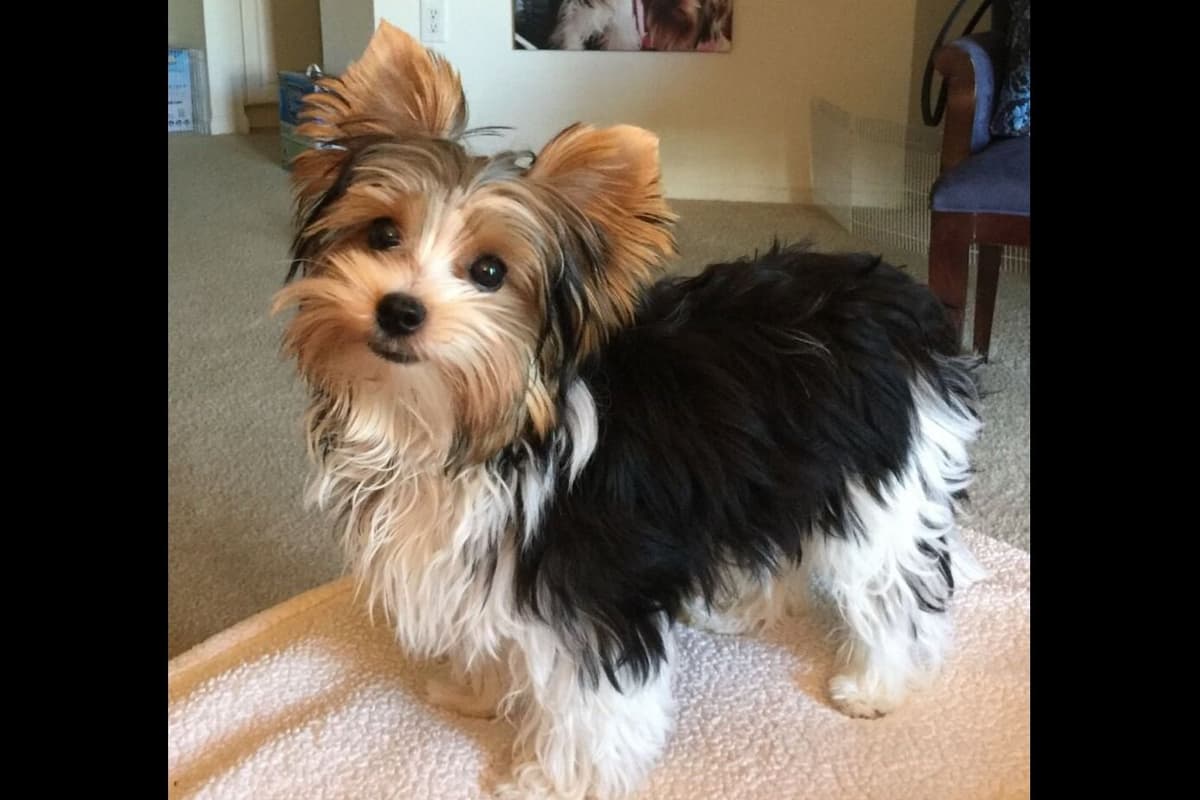 YORKIES BY SUZIEQ breeder image 10