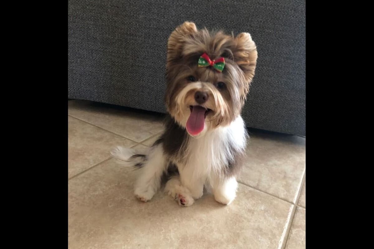YORKIES BY SUZIEQ breeder image 11