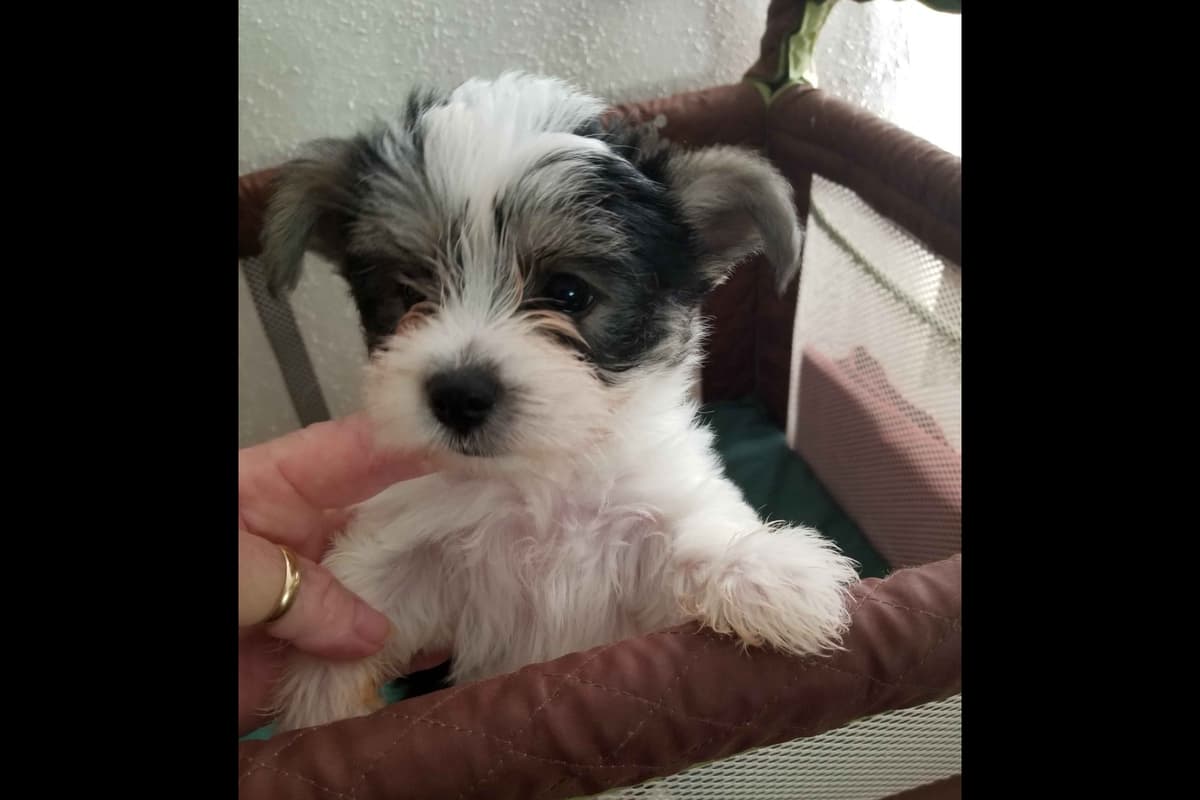 YORKIES BY SUZIEQ breeder image 12