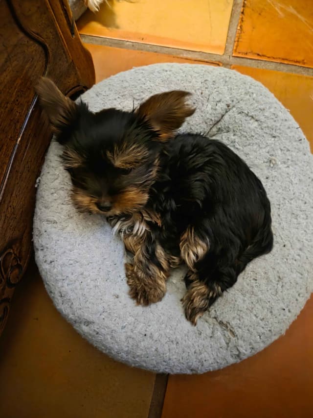 YORKIES BY SUZIEQ media 2