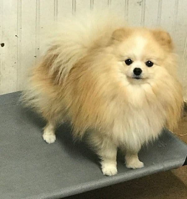 Pomeranian Puppies media 2