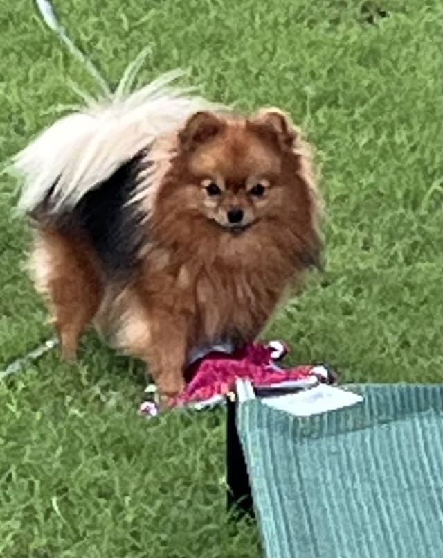 Pomeranian Puppies media 3