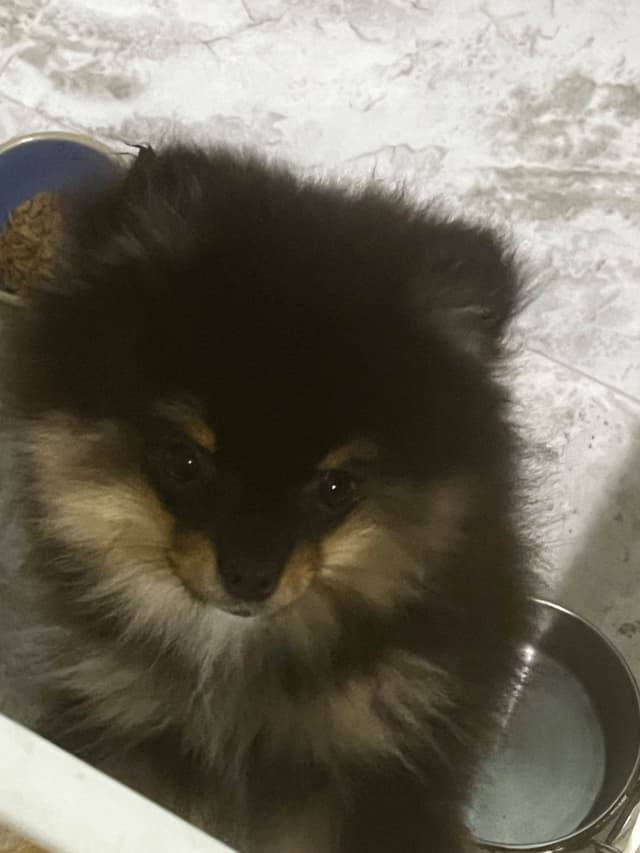 Pomeranian Puppies media 4