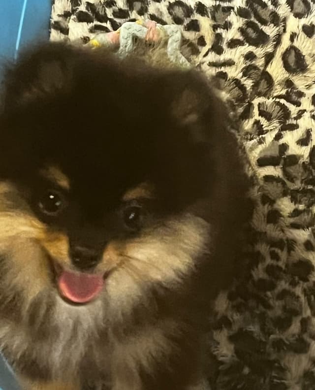 Pomeranian Puppies media 5