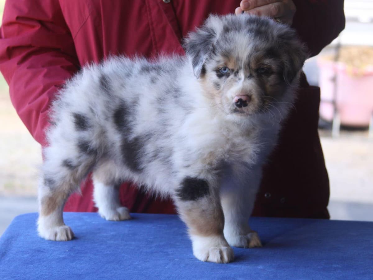 Australian Shepherd Puppies breeder image 35