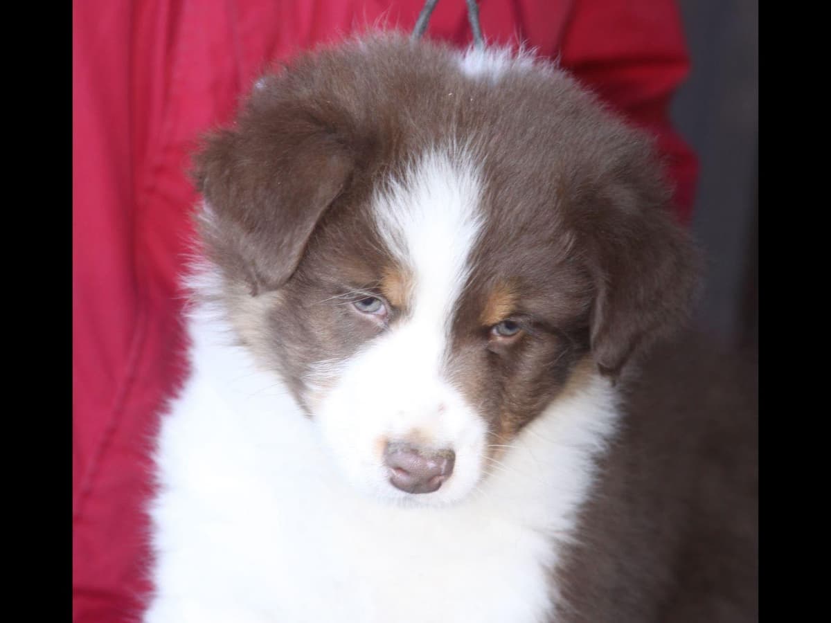 Australian Shepherd Puppies breeder image 36