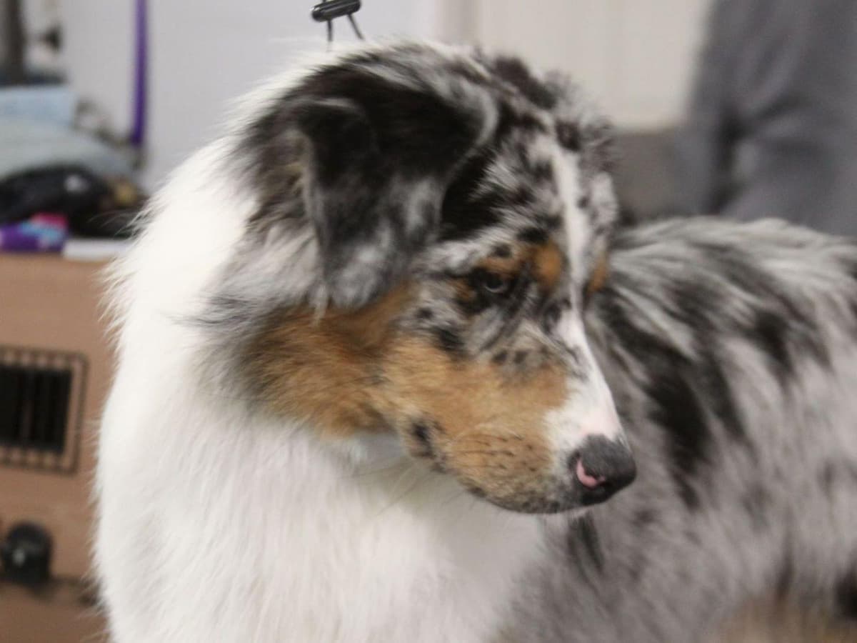 Australian Shepherd Puppies breeder image 7