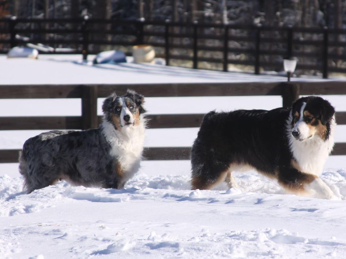 Australian Shepherd Puppies breeder image 34