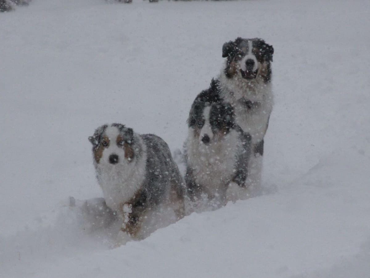 Australian Shepherd Puppies breeder image 31
