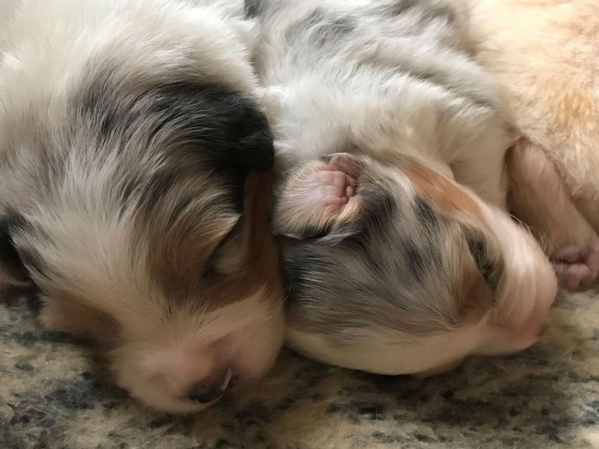 Australian Shepherd Puppies breeder image 30