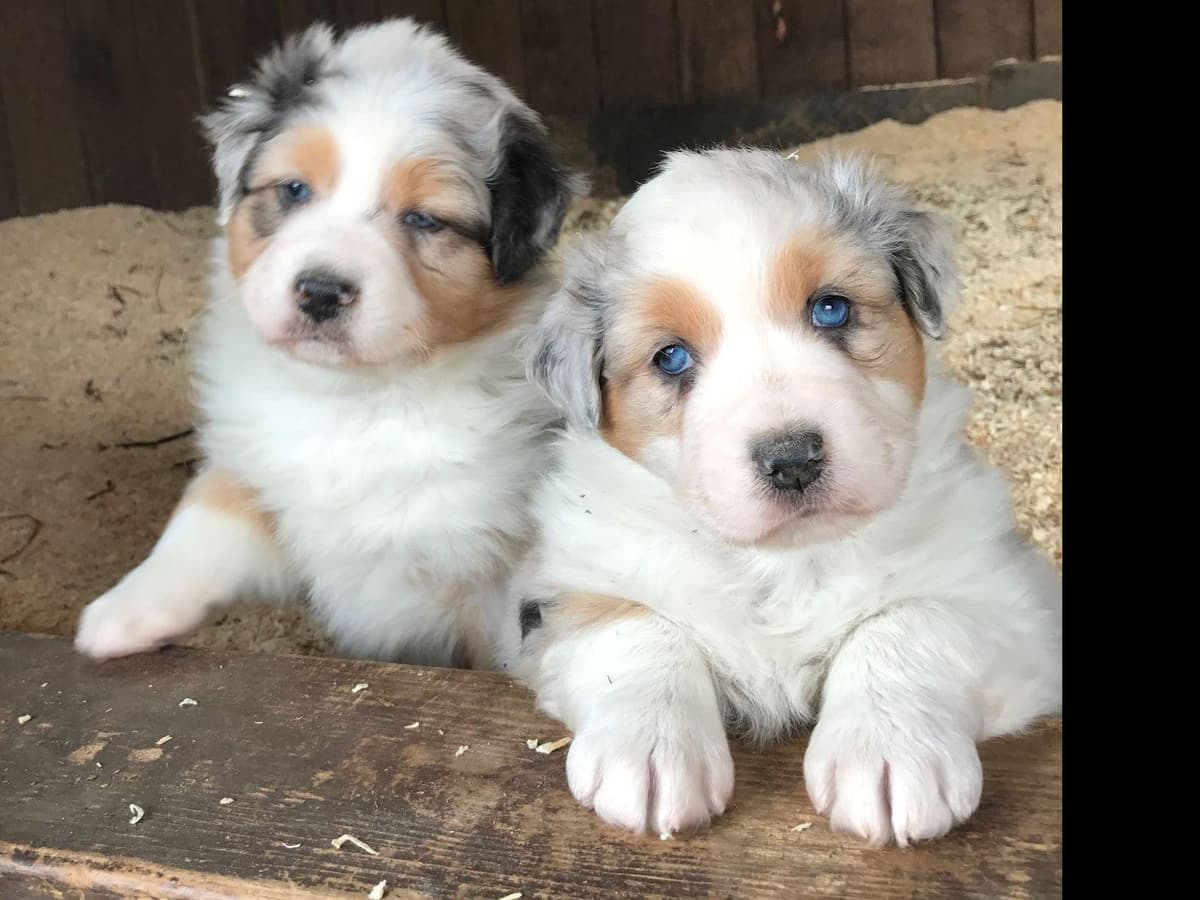 Australian Shepherd Puppies breeder image 29