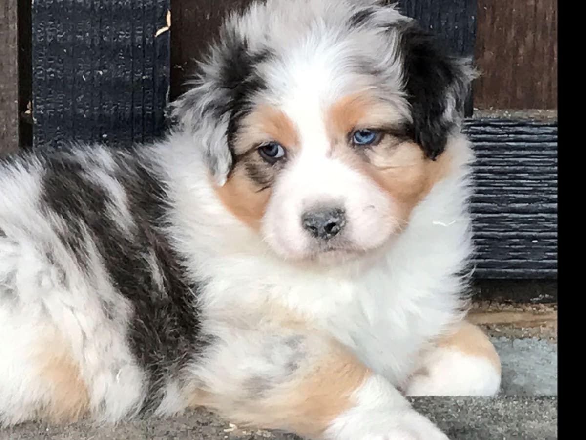 Australian Shepherd Puppies breeder image 28