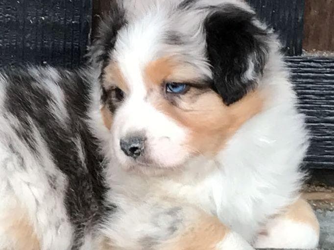 Australian Shepherd Puppies breeder image 27