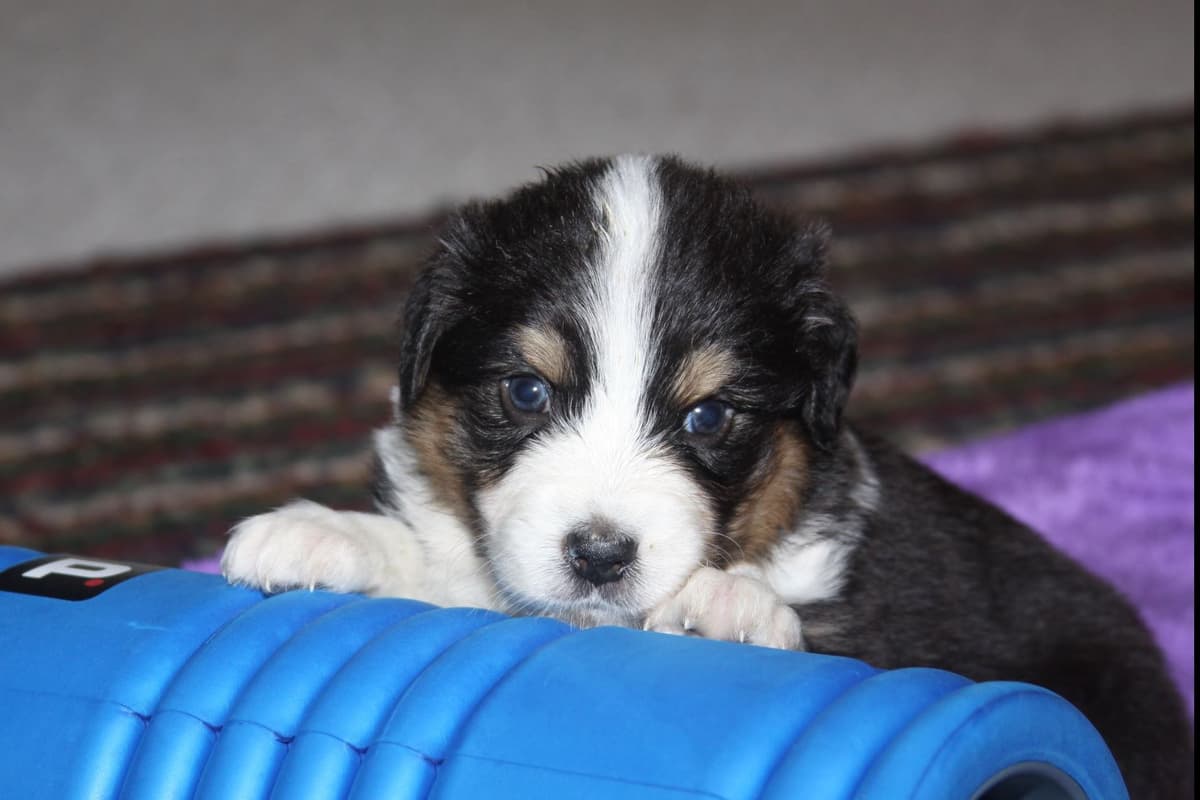 Australian Shepherd Puppies breeder image 26