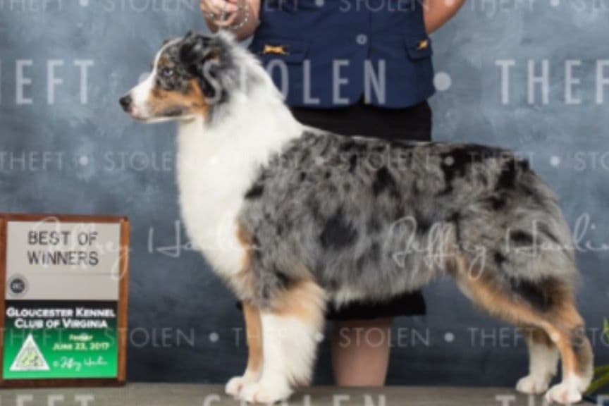 Australian Shepherd Puppies breeder image 13