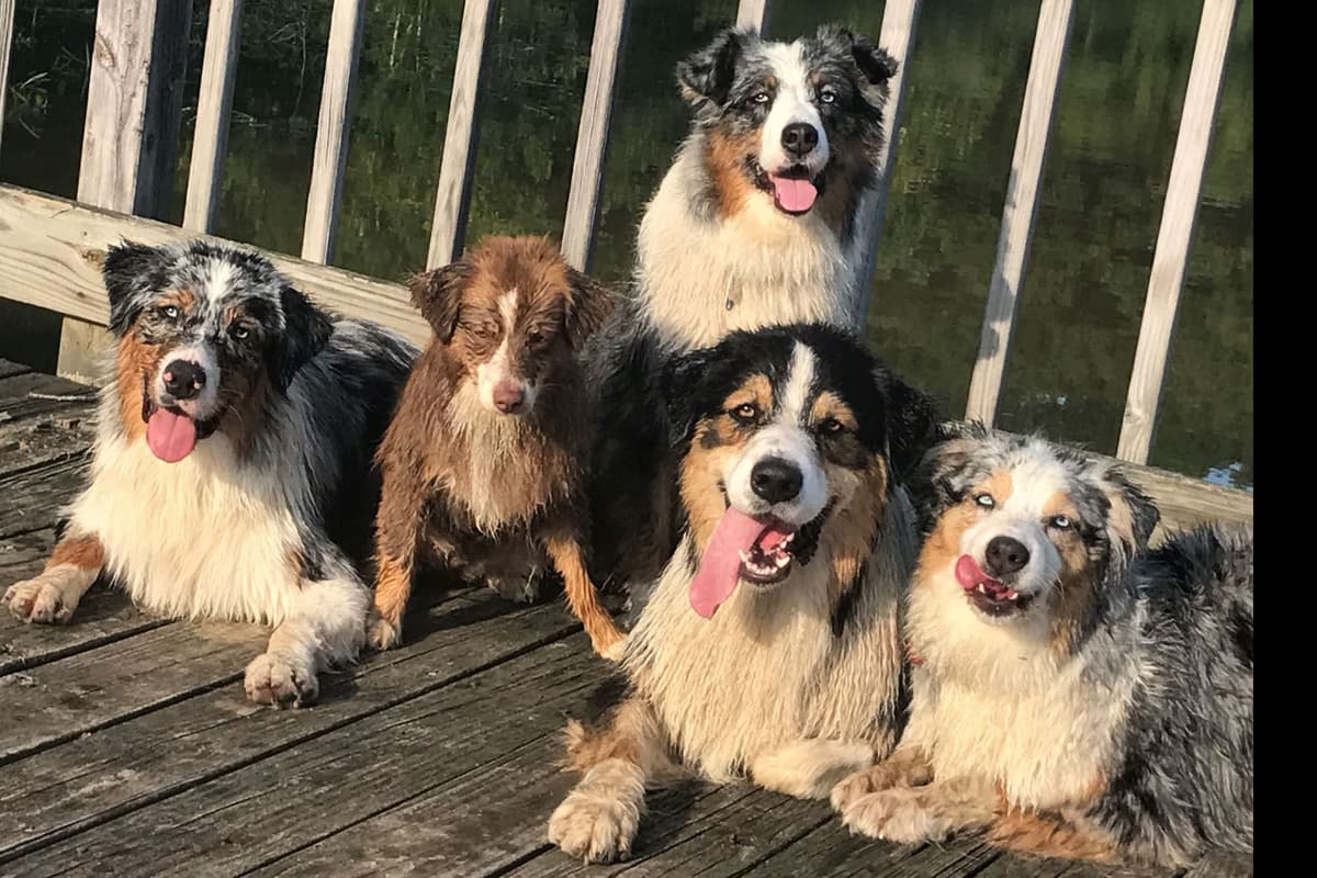 Australian Shepherd Puppies breeder image 24