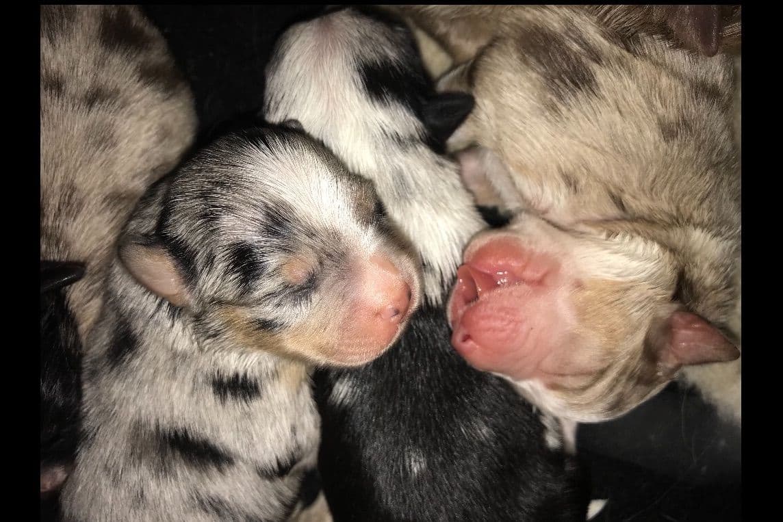 Australian Shepherd Puppies breeder image 22