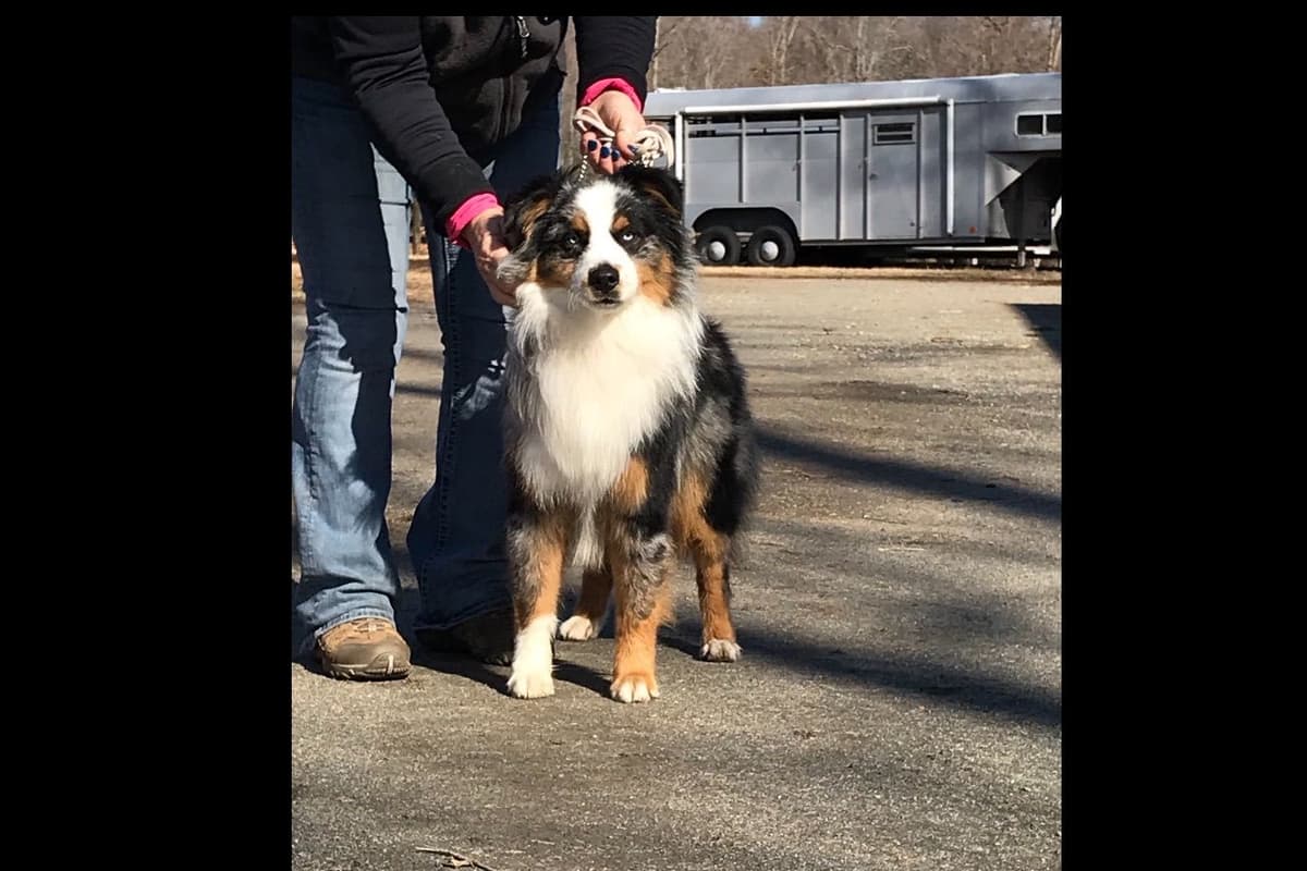 Australian Shepherd Puppies breeder image 18