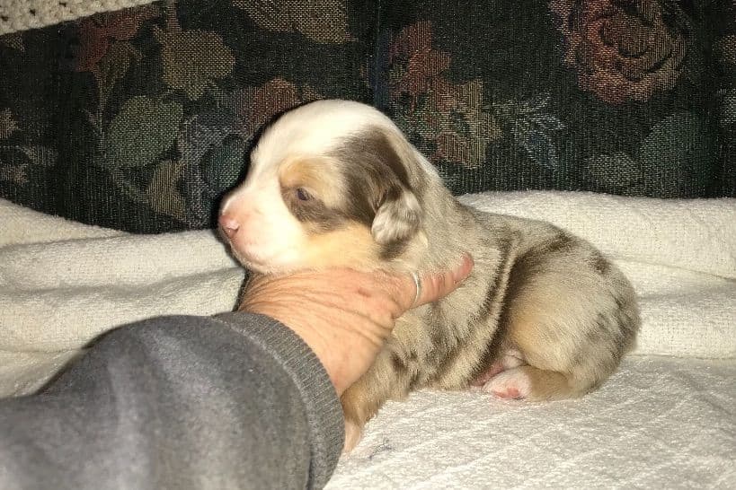 Australian Shepherd Puppies breeder image 21