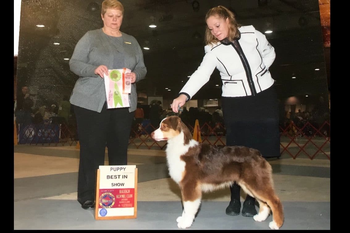 Australian Shepherd Puppies breeder image 9