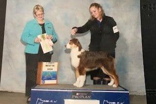 Australian Shepherd Puppies breeder image 12