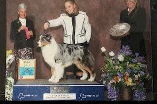 Australian Shepherd Puppies breeder image 14