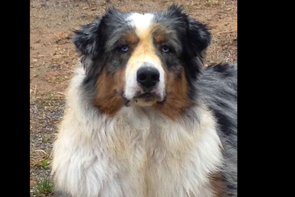 Australian Shepherd Puppies breeder image 37