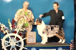 Australian Shepherd Puppies breeder image 16