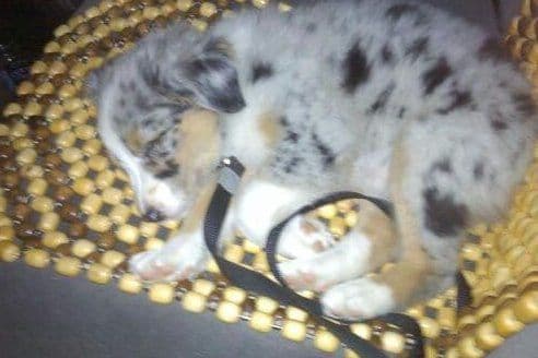 Australian Shepherd Puppies breeder image 38