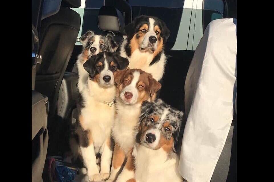 Australian Shepherd Puppies breeder image 39