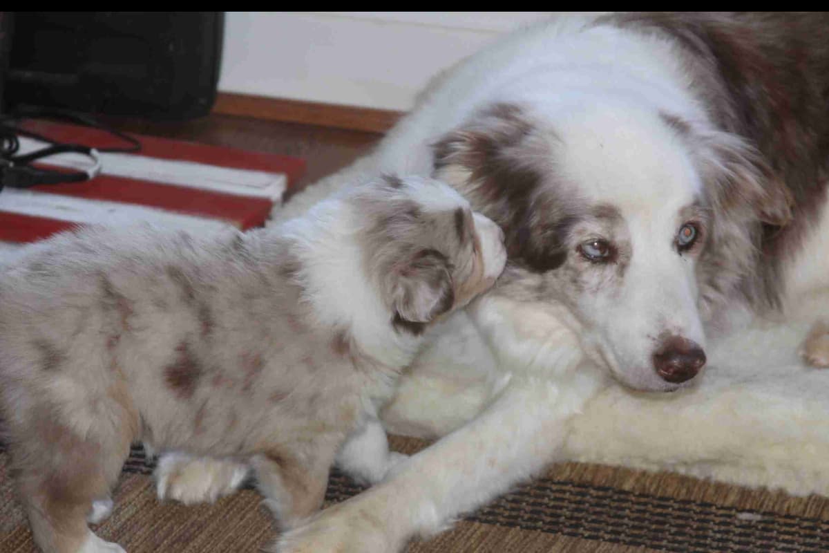 Australian Shepherd Puppies breeder image 40