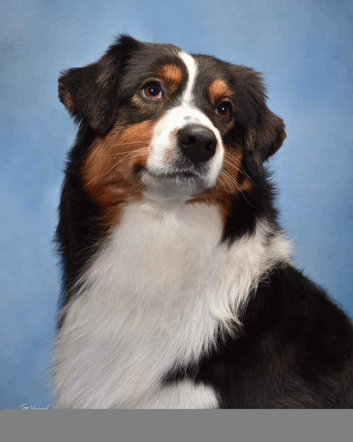 Australian Shepherd Puppies breeder image 4